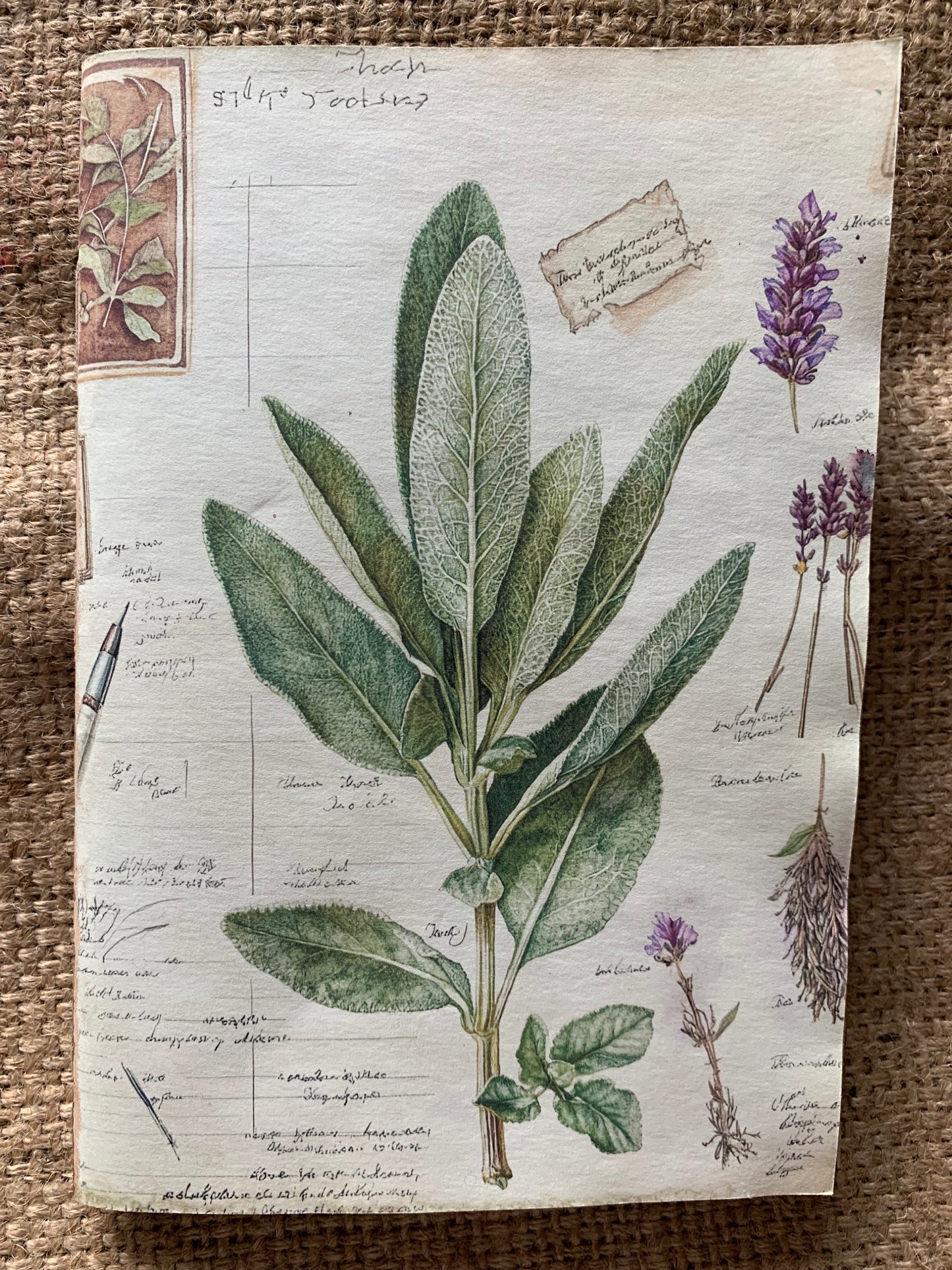 Salvia
