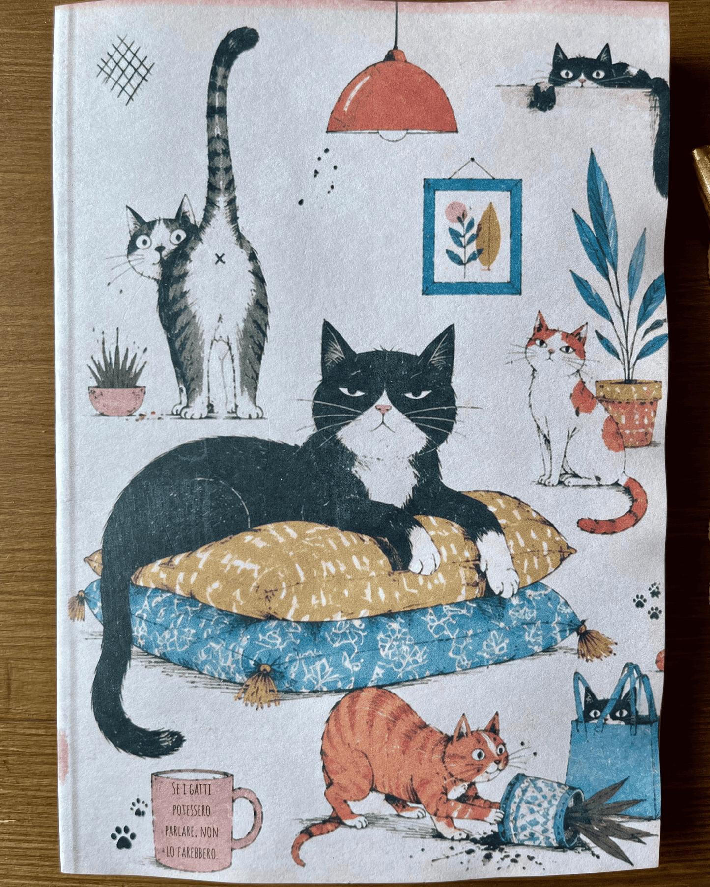 Gatti di casa