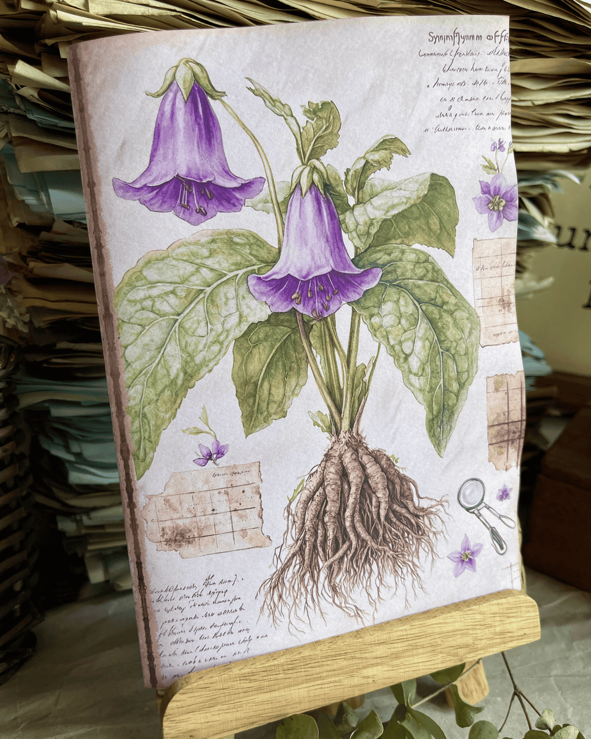 Symphytum